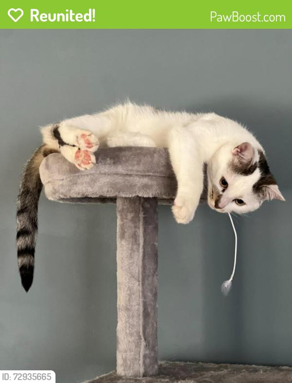 Reunited Female Cat last seen Albert road, Arlington, NY 12603