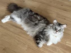 Lost Male Cat last seen Kistler Farn Road and Krystal Nicole Lane, Mooresville, NC 28115