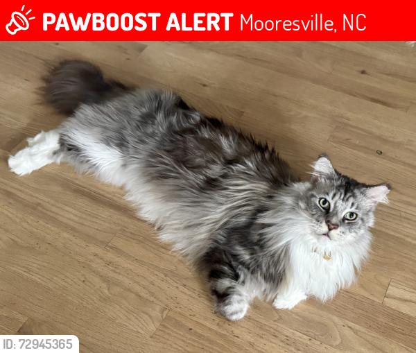 Lost Male Cat last seen Kistler Farn Road and Krystal Nicole Lane, Mooresville, NC 28115