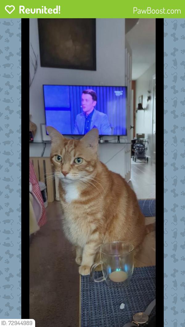 Reunited Male Cat last seen Near Winding Woods Crescent , London, ON N6G 3G3