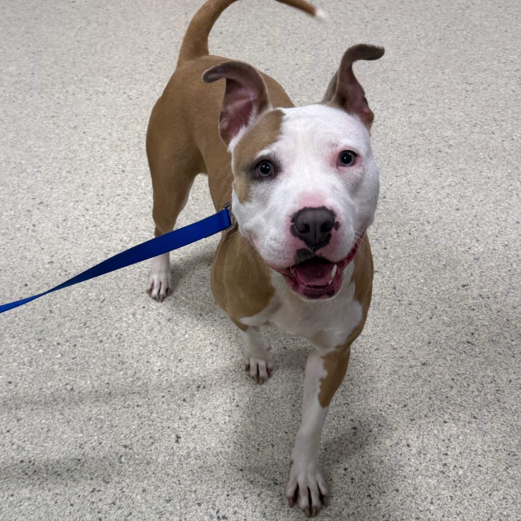 Shelter Stray Female Dog last seen , Jacksonville, FL 32216