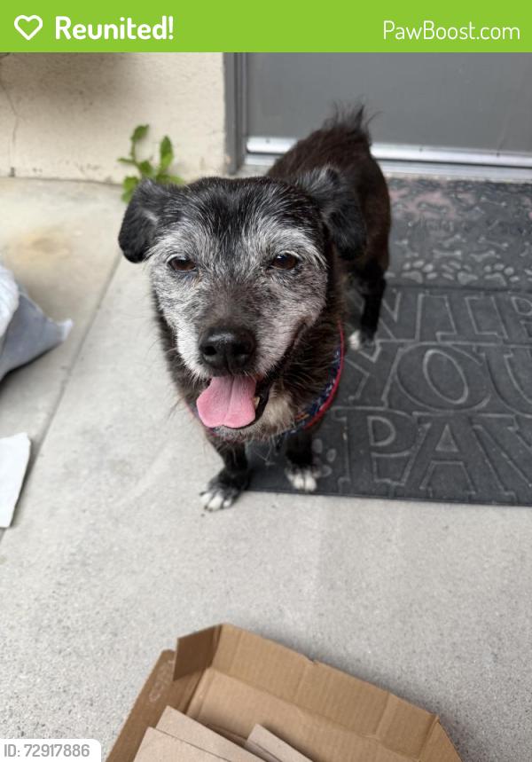 Reunited Male Dog last seen Near N Sunset Ave, West Covina, CA 91790, USA, West Covina, CA 91790