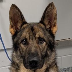 Shelter Stray Male Dog last seen , Greenville, SC 29609