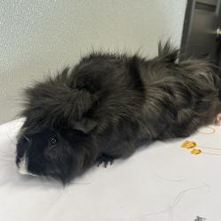 Shelter Stray Female Other last seen , Tampa, FL 33607