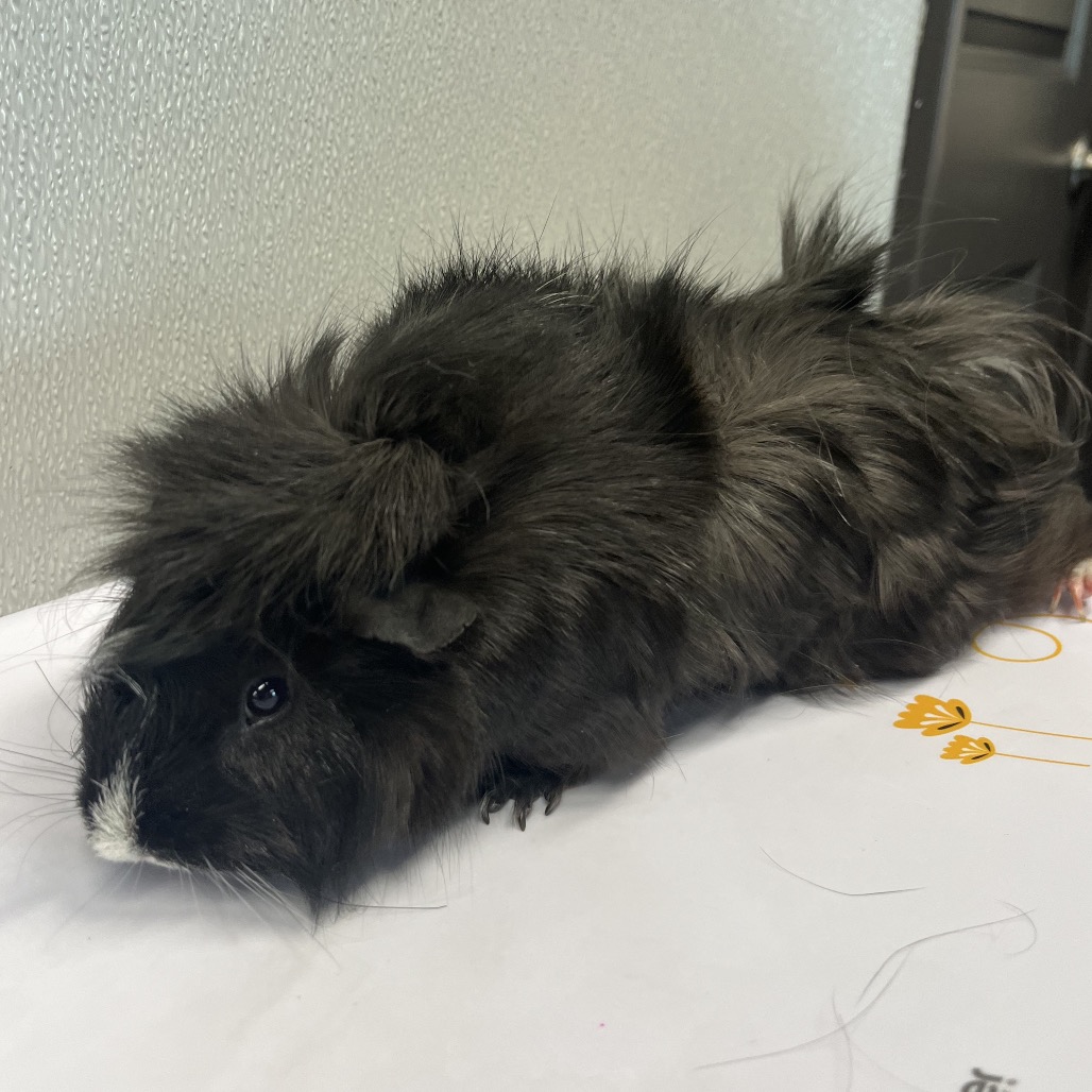 Shelter Stray Female Other last seen , Tampa, FL 33607