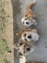 Reunited Female Dog last seen Wapato Cathedral, Wapato High School, Wapato, WA 98951