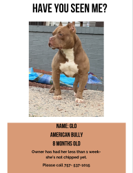 Lost Female Dog last seen Henrico high school, Richmond, VA 23227