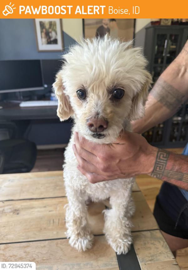 Found/Stray Male Dog last seen Holiday and Fairfield , Boise, ID 83709