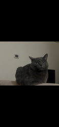 Lost Male Cat last seen Morning side , Owings Mills, MD 21117