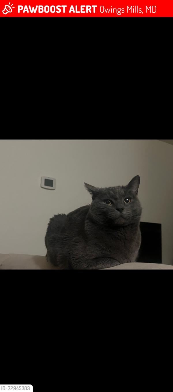 Lost Male Cat last seen Morning side , Owings Mills, MD 21117