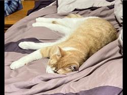 Lost Male Cat last seen Richmond park dr and glendower rd, Georgina, ON L4P 0A4