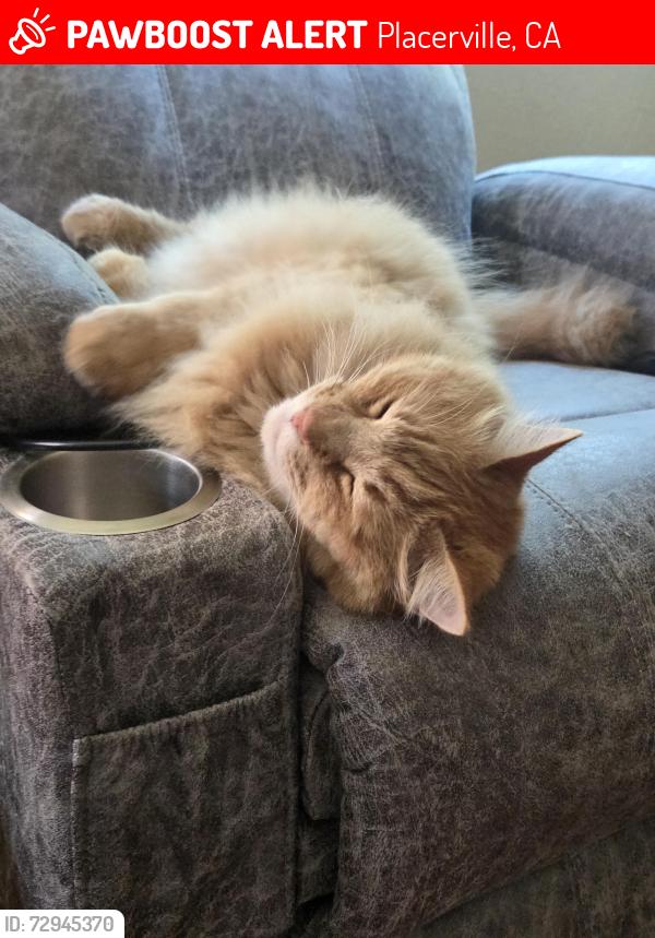 Lost Male Cat last seen Oak Hill , Placerville, CA 95667
