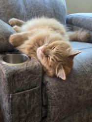 Lost Male Cat last seen Oak Hill , Placerville, CA 95667