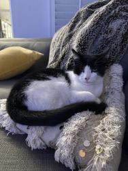 Lost Female Cat last seen Tavern Rd., Alpine, CA 91901
