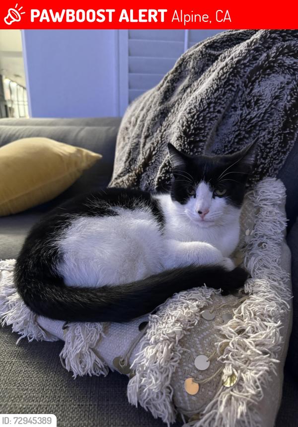 Lost Female Cat last seen Tavern Rd., Alpine, CA 91901