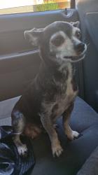 Reunited Female Dog last seen Decatur and Es E. Dr., Las Vegas, NV 89107