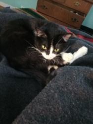 Lost Female Cat last seen 7th Ave west, Billings, MT 59101