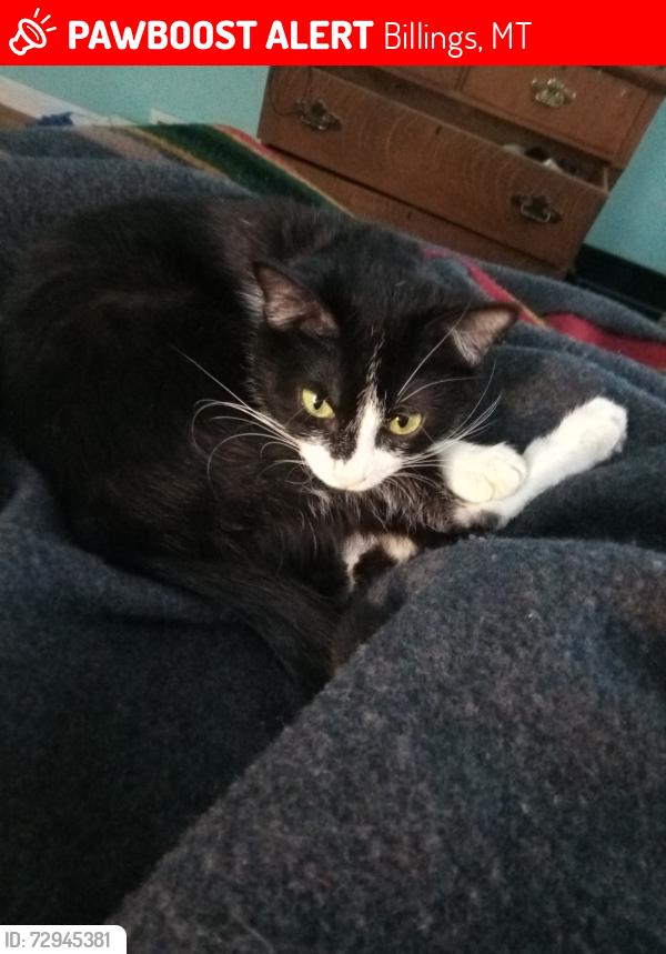 Lost Female Cat last seen 7th Ave west, Billings, MT 59101