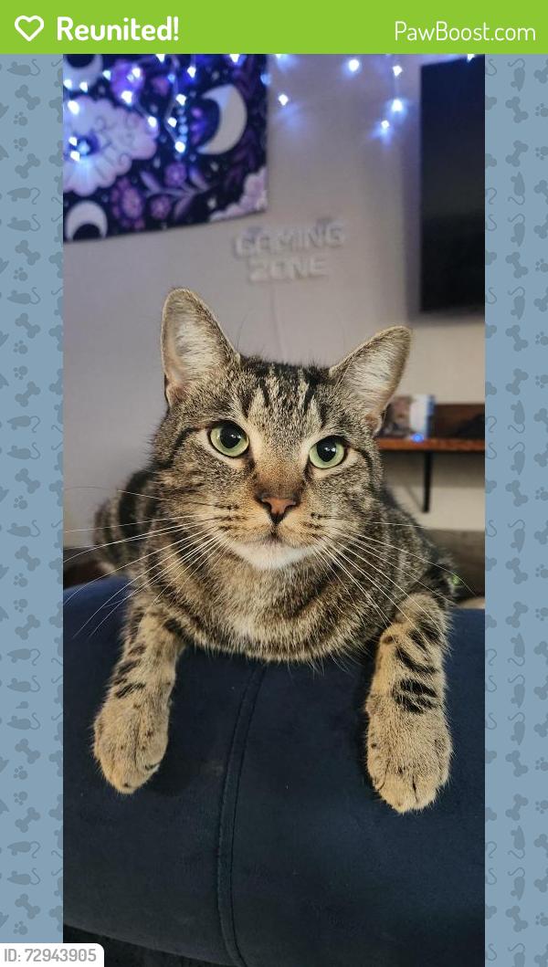 Reunited Male Cat last seen 262nd, Covington, WA 98042