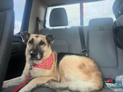 Lost Female Dog last seen Marbach & 1604, San Antonio, TX 78245