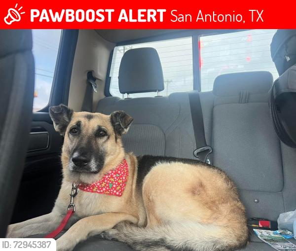Lost Female Dog last seen Marbach & 1604, San Antonio, TX 78245