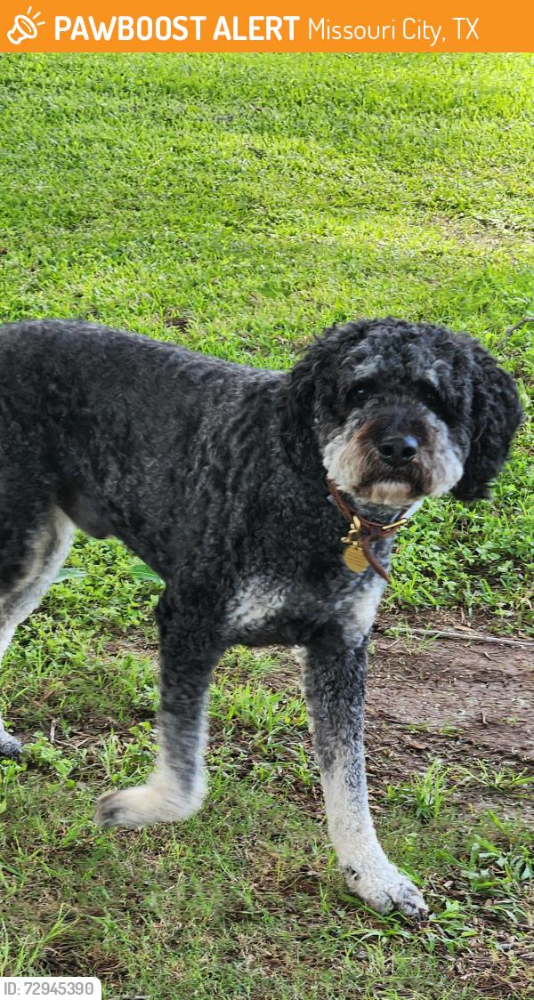 Found/Stray Male Dog last seen Crow street, on the golfcourse , Missouri City, TX 77459