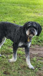 Found/Stray Male Dog last seen Crow street, on the golfcourse , Missouri City, TX 77459