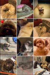 Lost Female Dog last seen 13th and Grove, Wichita, KS 67214