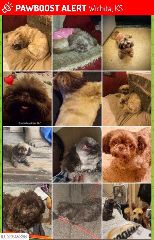 Lost Female Dog last seen 13th and Grove, Wichita, KS 67214