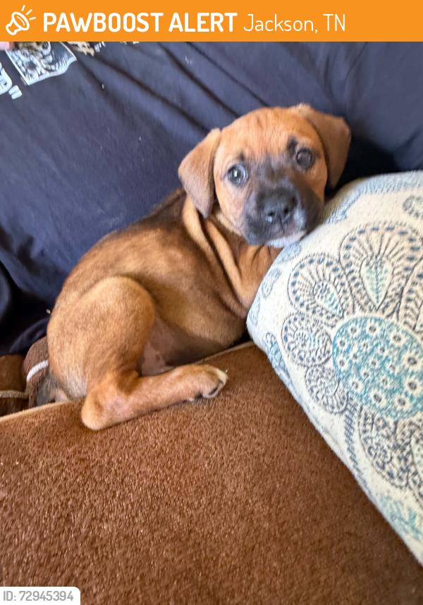 Found/Stray Female Dog last seen westerover, Jackson, TN 38301