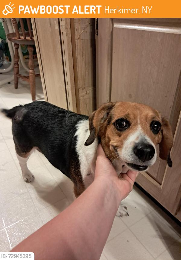 Found/Stray Female Dog last seen Ss Bush Road closer to Little Falls, Herkimer, NY 13350