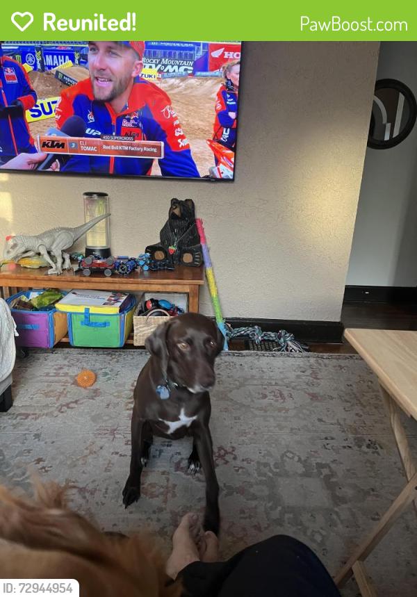 Reunited Female Dog last seen Middlebelt and orchard lake rd, Sylvan Lake, MI 48320