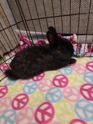 Found/Stray Female Rabbit last seen Brookdale Dr and Noble Ave, Brooklyn Park, MN 55443