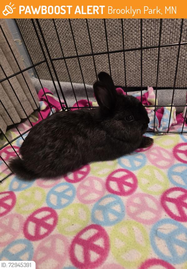 Found/Stray Female Rabbit last seen Brookdale Dr and Noble Ave, Brooklyn Park, MN 55443