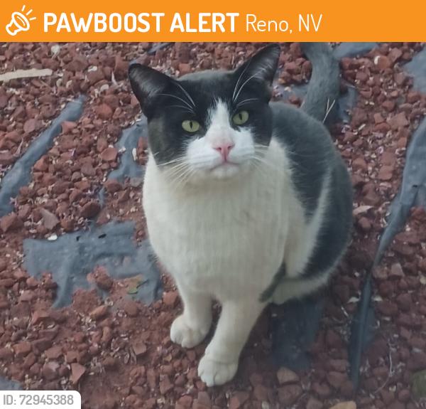 Found/Stray Male Cat last seen Lancaster Dr , Reno, NV 89506