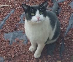 Found/Stray Male Cat last seen Lancaster Dr , Reno, NV 89506