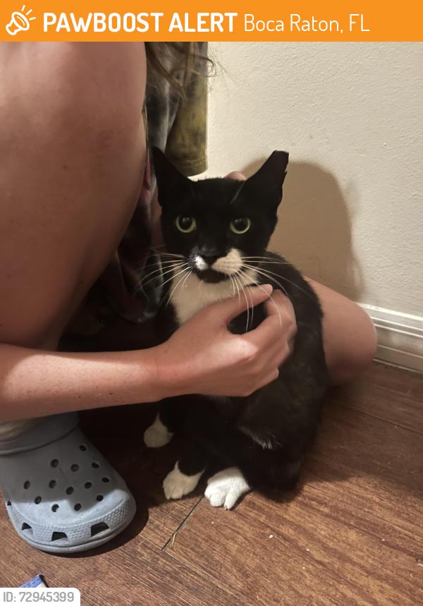 Found/Stray Unknown Cat last seen Vie villas, Boca Raton, FL 33431