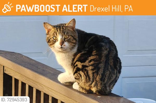 Found/Stray Male Cat last seen Berry Ave, Drexel Ave, Drexel Hill, PA 19026