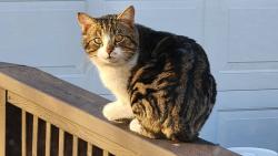 Found/Stray Male Cat last seen Berry Ave, Drexel Ave, Drexel Hill, PA 19026