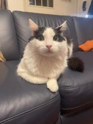 Reunited Male Cat last seen Jewel lake and Collins Way , Anchorage, AK 99502