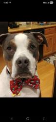 Reunited Male Dog last seen Near s redwood rd, Salt Lake City, UT 84123