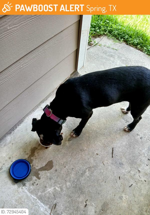 Found/Stray Female Dog last seen Lyngate and diane dr, Spring, TX 77373