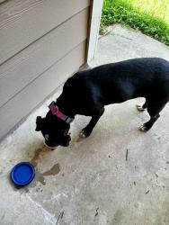 Found/Stray Female Dog last seen Lyngate and diane dr, Spring, TX 77373