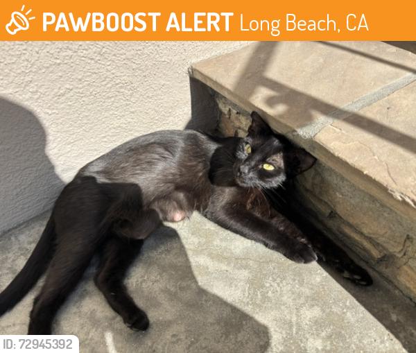 Found/Stray Female Cat last seen Near 5th Place, Long Beach, CA 90802, Long Beach, CA 90802