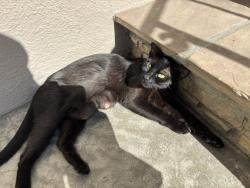 Found/Stray Female Cat last seen Near 5th Place, Long Beach, CA 90802, Long Beach, CA 90802