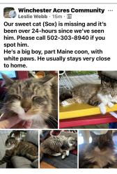 Lost Male Cat last seen Lagrange Rd and Lucas Lane, Louisville, KY 40223