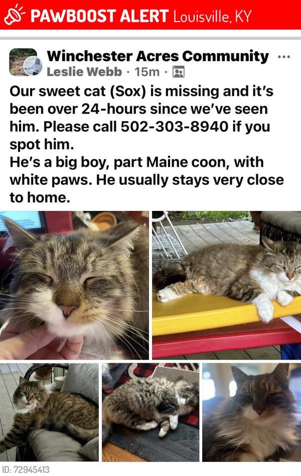Lost Male Cat last seen Lagrange Rd and Lucas Lane, Louisville, KY 40223