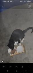 Found/Stray Unknown Cat last seen Lancaster Dr , Reno, NV 89506