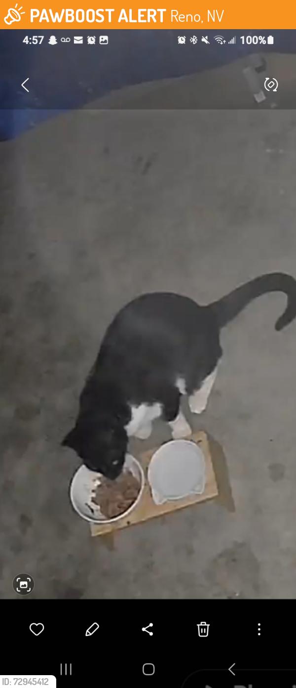 Found/Stray Unknown Cat last seen Lancaster Dr , Reno, NV 89506
