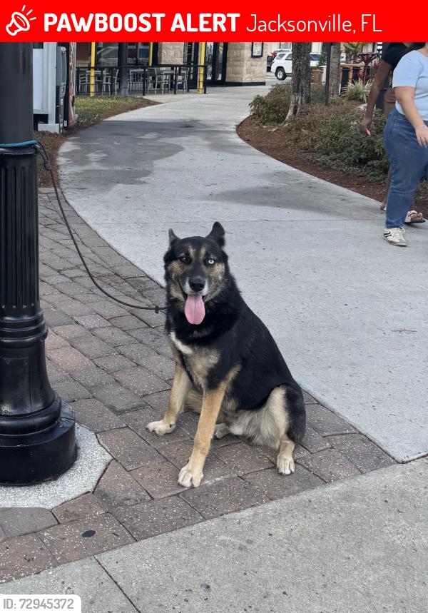 Lost Male Dog last seen Turtle creek, Jacksonville, FL 32218